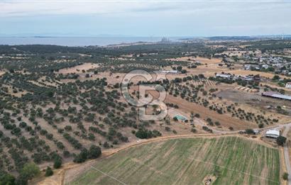 EZİNE KUMBURUN KÖYÜNDE ACİL SATILIK FIRSAT 13.956 M2 ZEYTİNLİK!!