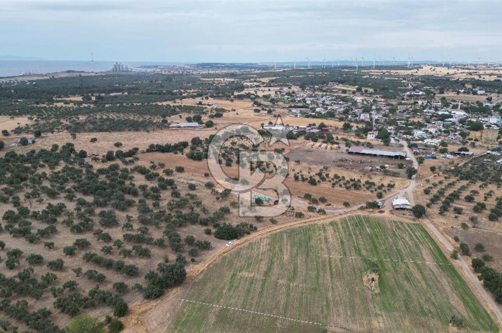 EZİNE KUMBURUN KÖYÜNDE ACİL SATILIK FIRSAT 13.956 M2 ZEYTİNLİK!!