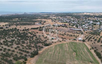 EZİNE KUMBURUN KÖYÜNDE ACİL SATILIK FIRSAT 13.956 M2 ZEYTİNLİK!!