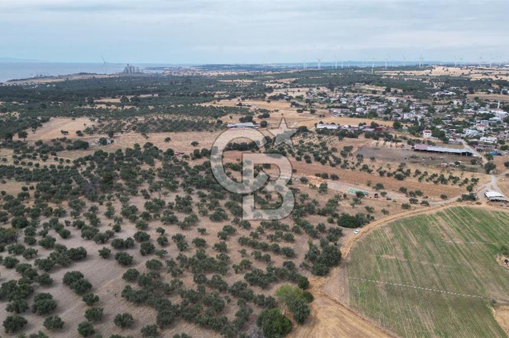 EZİNE KUMBURUN KÖYÜNDE ACİL SATILIK FIRSAT 13.956 M2 ZEYTİNLİK!!