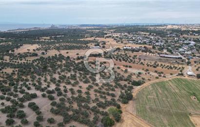 EZİNE KUMBURUN KÖYÜNDE ACİL SATILIK FIRSAT 13.956 M2 ZEYTİNLİK!!