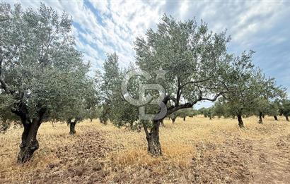 EZİNE KUMBURUN KÖYÜNDE ACİL SATILIK FIRSAT 13.956 M2 ZEYTİNLİK!!