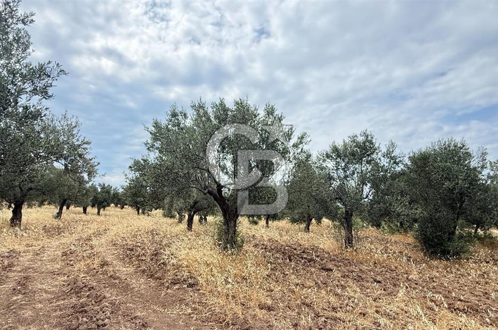 EZİNE KUMBURUN KÖYÜNDE ACİL SATILIK FIRSAT 13.956 M2 ZEYTİNLİK!!