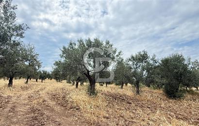 EZİNE KUMBURUN KÖYÜNDE ACİL SATILIK FIRSAT 13.956 M2 ZEYTİNLİK!!