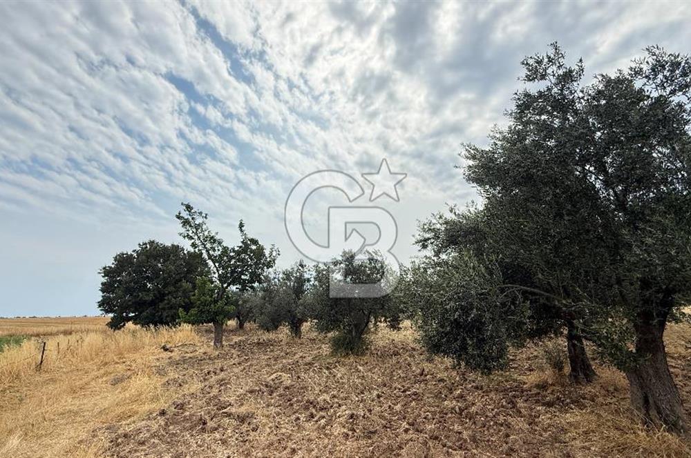 EZİNE KUMBURUN KÖYÜNDE ACİL SATILIK FIRSAT 13.956 M2 ZEYTİNLİK!!