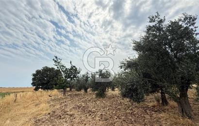 EZİNE KUMBURUN KÖYÜNDE ACİL SATILIK FIRSAT 13.956 M2 ZEYTİNLİK!!