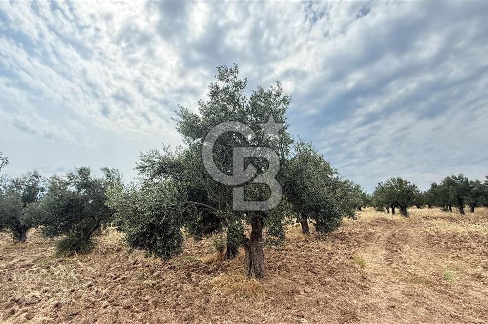 EZİNE KUMBURUN KÖYÜNDE ACİL SATILIK FIRSAT 13.956 M2 ZEYTİNLİK!!