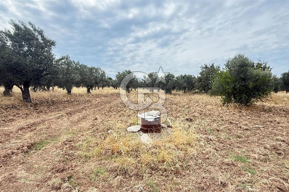 EZİNE KUMBURUN KÖYÜNDE ACİL SATILIK FIRSAT 13.956 M2 ZEYTİNLİK!!