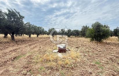 EZİNE KUMBURUN KÖYÜNDE ACİL SATILIK FIRSAT 13.956 M2 ZEYTİNLİK!!