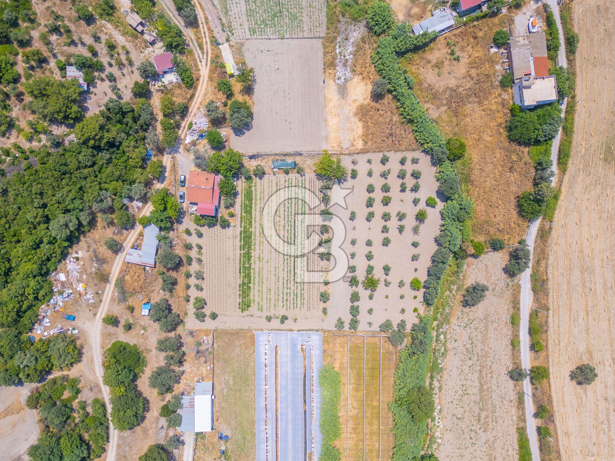 URLA RÜSTEM MAHALLESİNDE 6.371 METREKARE SATILIK ZEYTİNLİ TARLA