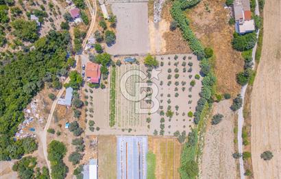 URLA RÜSTEM MAHALLESİNDE 6.371 METREKARE SATILIK ZEYTİNLİ TARLA