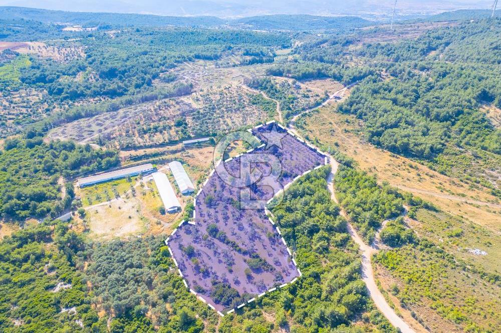 Urla Naipli de Yatırımlık tarla 