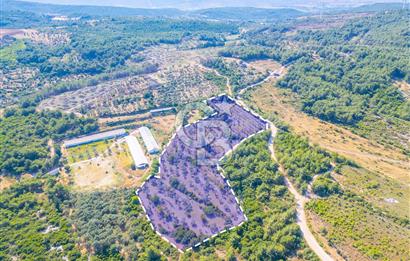 Urla Naipli de Yatırımlık tarla 