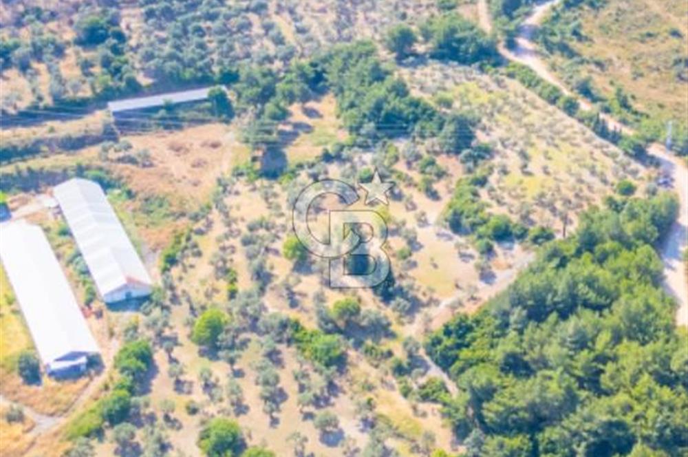 Urla Naipli de Yatırımlık tarla 
