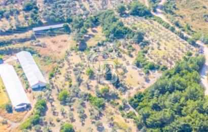 Urla Naipli de Yatırımlık tarla 