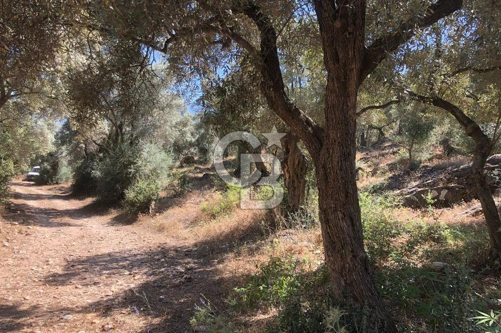 Bodrum Yoluna 400 metre Satılık Zeytinlik