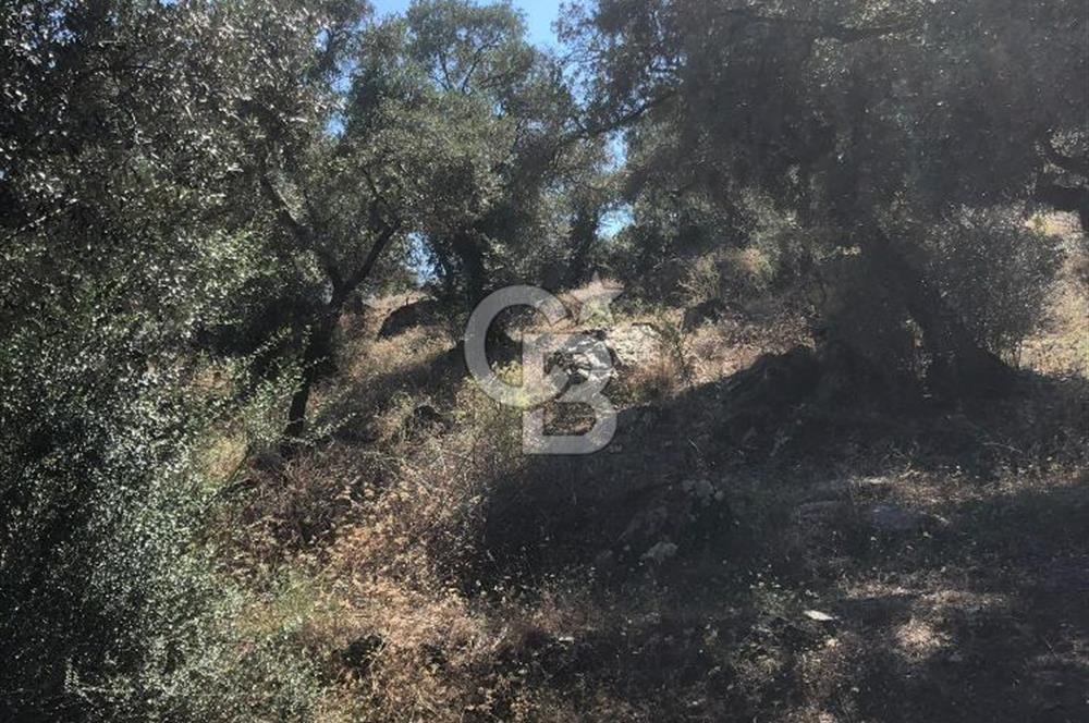 Bodrum Yoluna 400 metre Satılık Zeytinlik