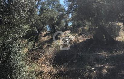 Bodrum Yoluna 400 metre Satılık Zeytinlik