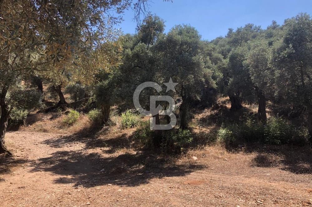 Bodrum Yoluna 400 metre Satılık Zeytinlik