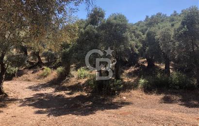 Bodrum Yoluna 400 metre Satılık Zeytinlik