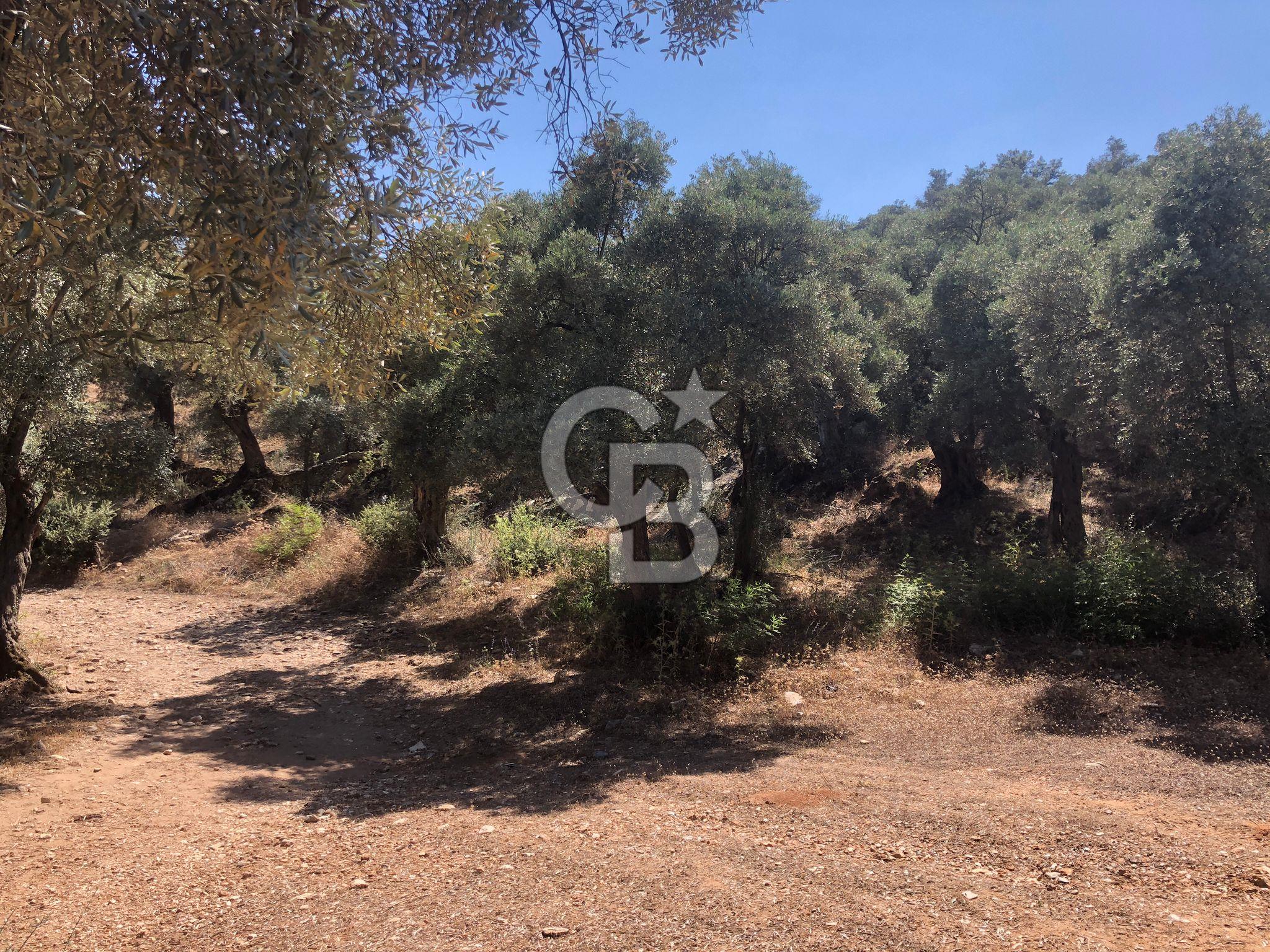 Bodrum Yoluna 400 metre Satılık Zeytinlik