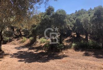 Bodrum Yoluna 400 metre Satılık Zeytinlik - 12 - 365577