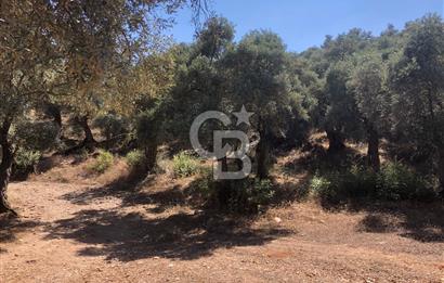 Bodrum Yoluna 400 metre Satılık Zeytinlik