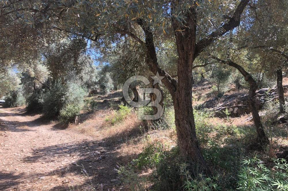 Bodrum Yoluna 400 metre Satılık Zeytinlik