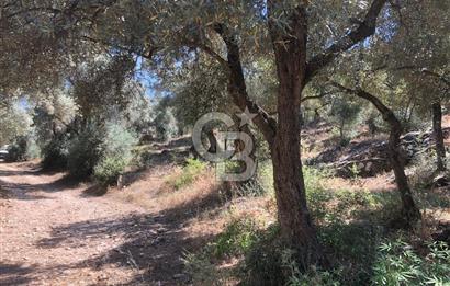 Bodrum Yoluna 400 metre Satılık Zeytinlik