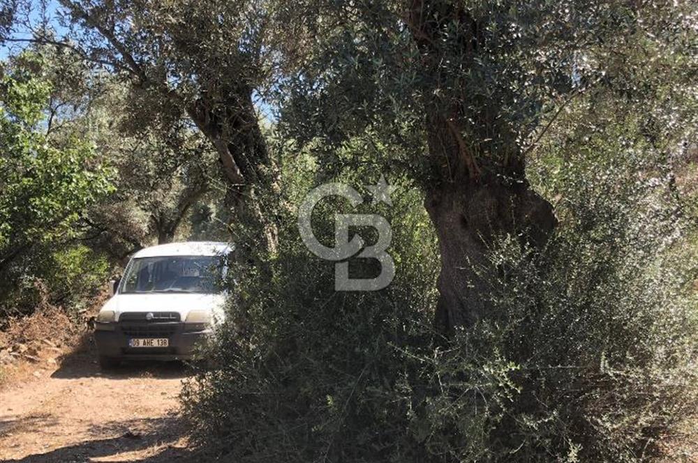 Bodrum Yoluna 400 metre Satılık Zeytinlik