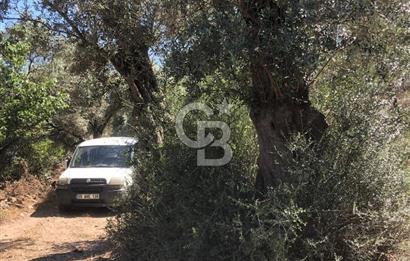 Bodrum Yoluna 400 metre Satılık Zeytinlik