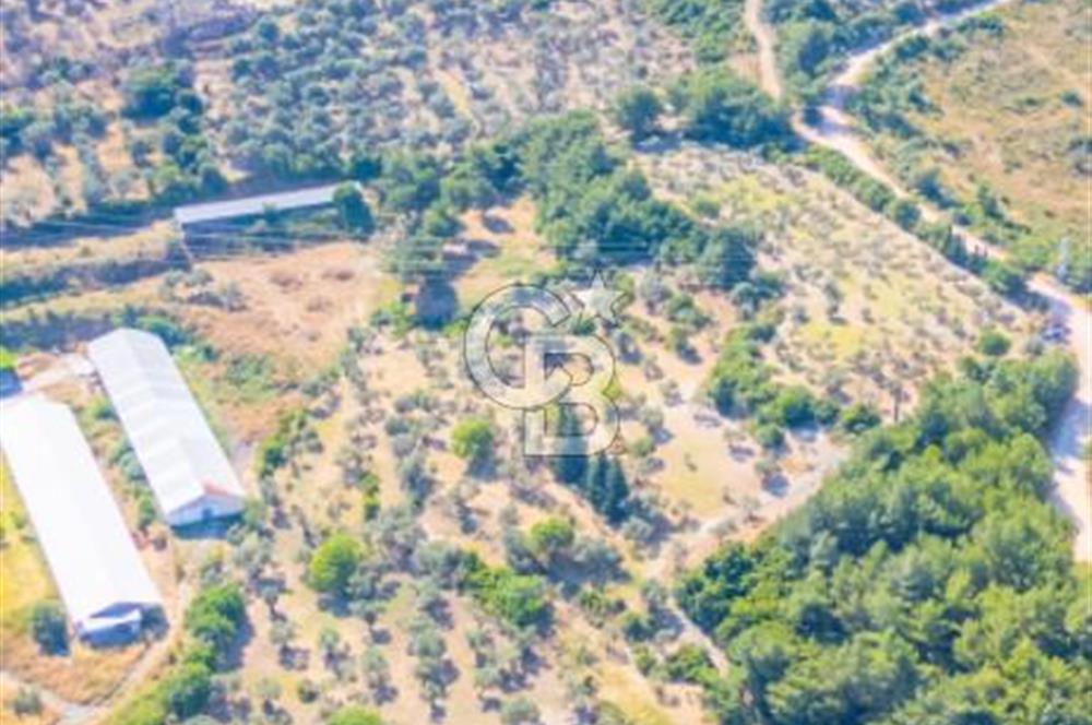 Urla Naipli de Yatırımlık tarla 