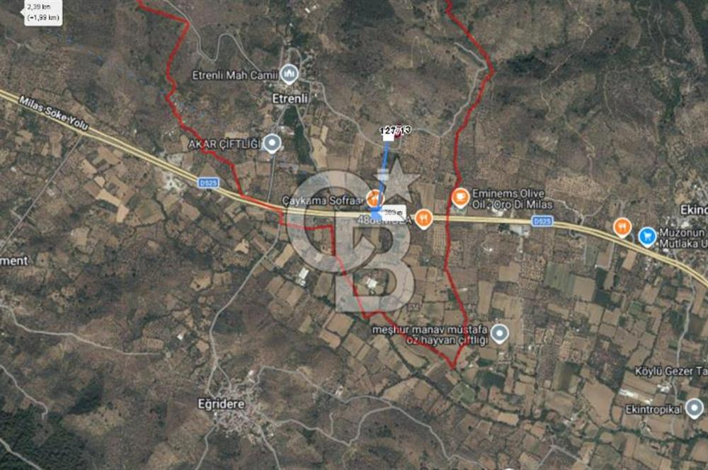 Bodrum Yoluna 400 metre Satılık Zeytinlik