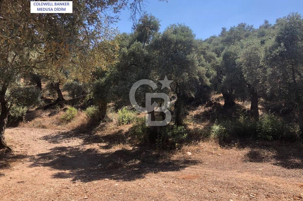 Milas Bodrum Yoluna 390 metre Satılık Zeytinlik