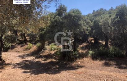 Milas Bodrum Yoluna 390 metre Satılık Zeytinlik