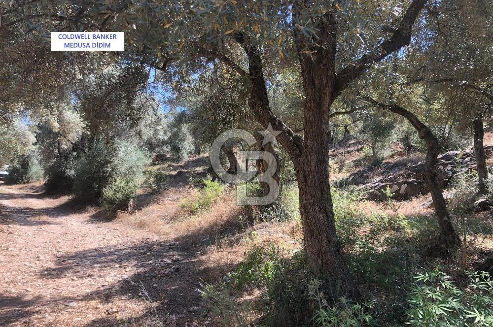 Milas Bodrum Yoluna 390 metre Satılık Zeytinlik