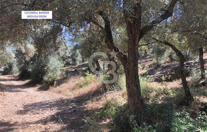 Milas Bodrum Yoluna 390 metre Satılık Zeytinlik