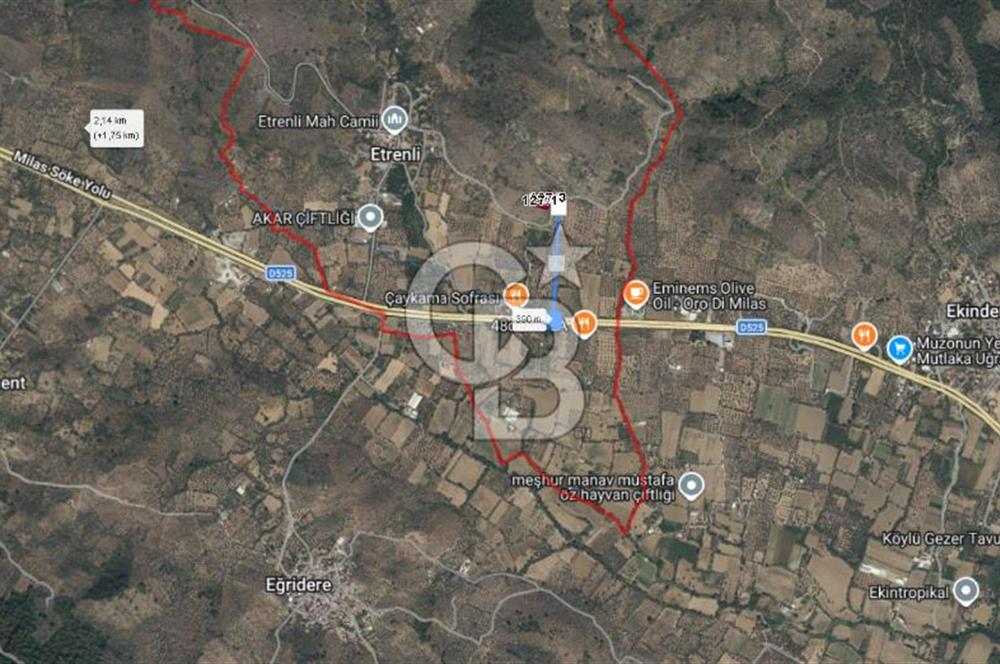 Milas Bodrum Yoluna 390 metre Satılık Zeytinlik