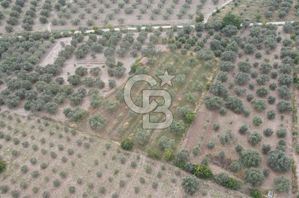 Saruhanlı Sarıçam'da 4200 M² Satılık Zeytinlik