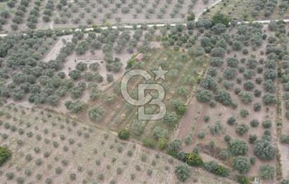 Saruhanlı Sarıçam'da 4200 M² Satılık Zeytinlik