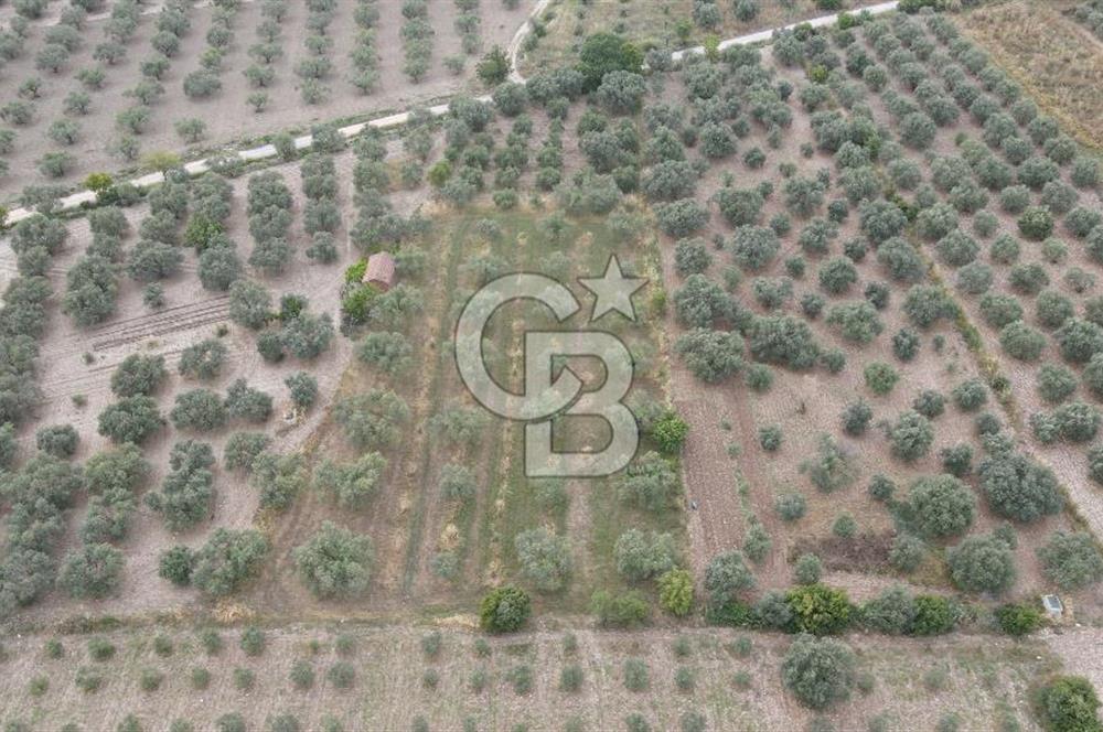 Saruhanlı Sarıçam'da 4200 M² Satılık Zeytinlik