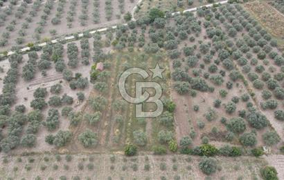 Saruhanlı Sarıçam'da 4200 M² Satılık Zeytinlik