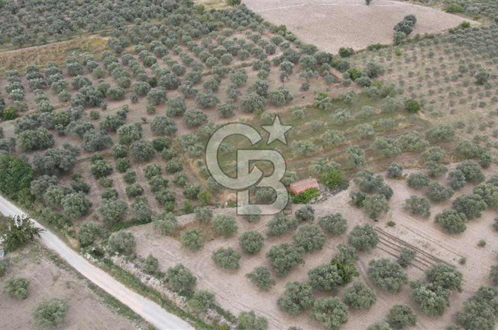 Saruhanlı Sarıçam'da 4200 M² Satılık Zeytinlik