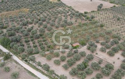 Saruhanlı Sarıçam'da 4200 M² Satılık Zeytinlik