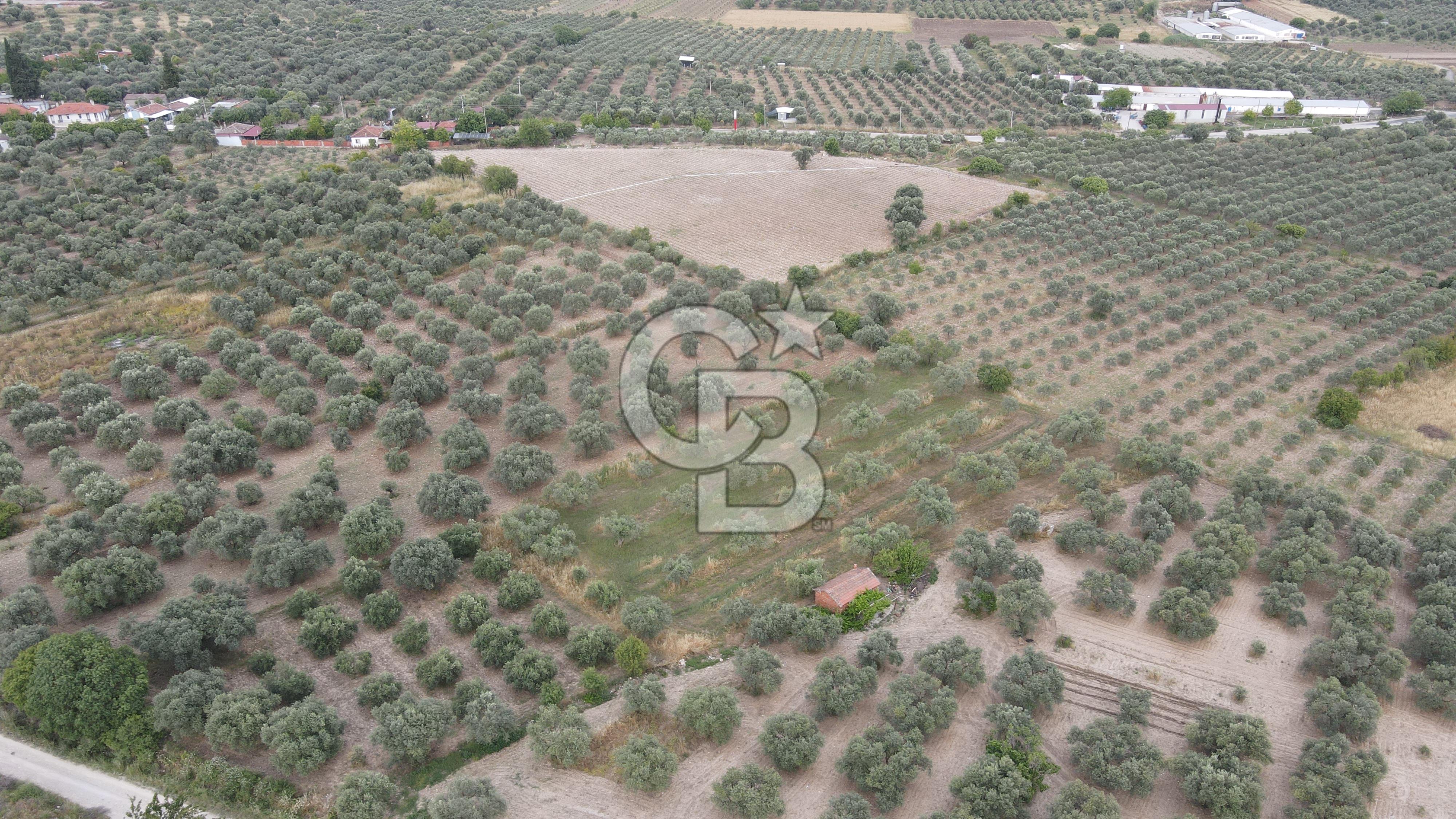 Saruhanlı Sarıçam'da 4200 M² Satılık Zeytinlik
