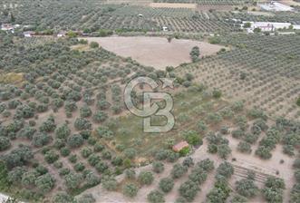 Saruhanlı Sarıçam'da 4200 M² Satılık Zeytinlik - 1 - 362805