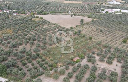 Saruhanlı Sarıçam'da 4200 M² Satılık Zeytinlik