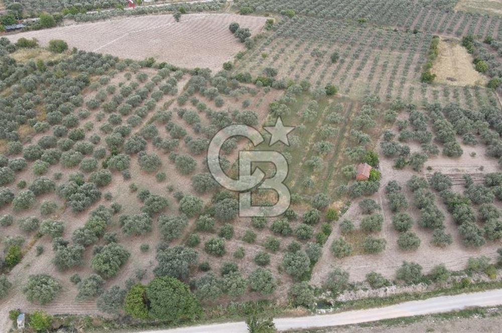 Saruhanlı Sarıçam'da 4200 M² Satılık Zeytinlik