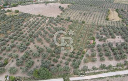 Saruhanlı Sarıçam'da 4200 M² Satılık Zeytinlik