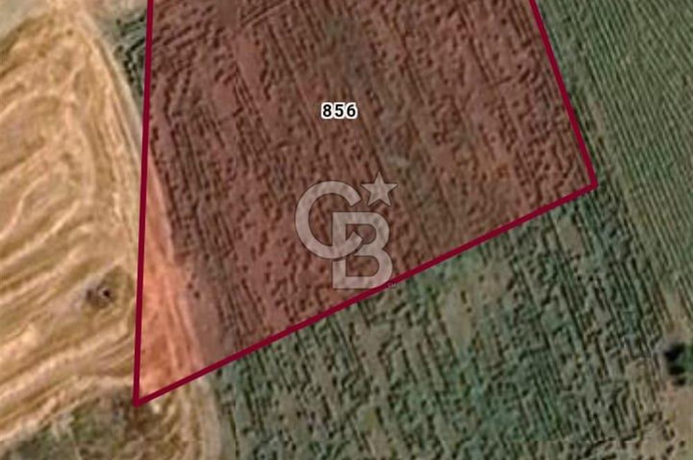 Tekirdağ Muratlı Balabanlı' da Satılık 2000 m2 Bağyeri